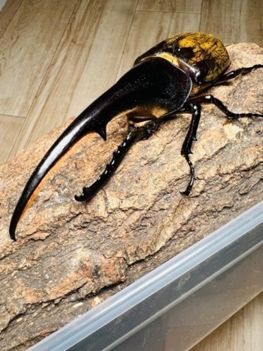 ヘラクレスオオカブト　157.2mm