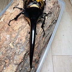 ヘラクレスオオカブト　157.2mmの画像