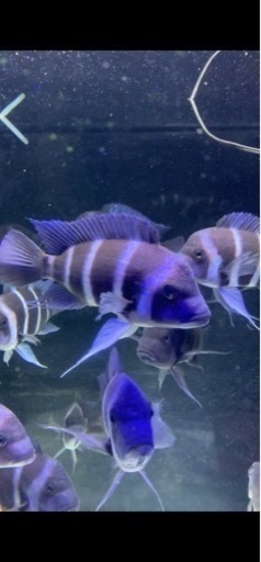 アフリカンシクリッド  フロントーサ　モバWILD 14センチ