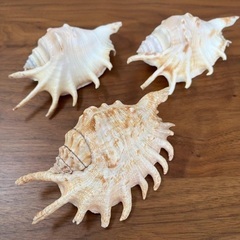 天然貝　クモガイ３個セット ◎お庭のディスプレイや、夏の自由研究...