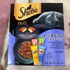 猫の餌お話中