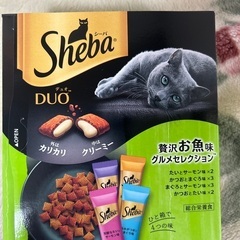 猫の餌お話中