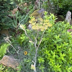 フェンネル　　　
ガーデニングの画像