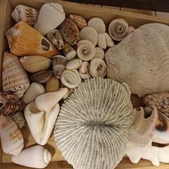 貝殻の画像