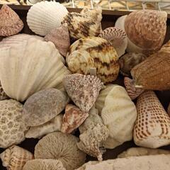 貝殻の画像