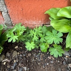 チゴフウロ　　　ガーデニングの画像