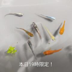 【決まりました】選別漏れメダカ差し上げます。No.100の画像