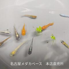 【決まりました】選別漏れメダカ差し上げます。No.100の画像