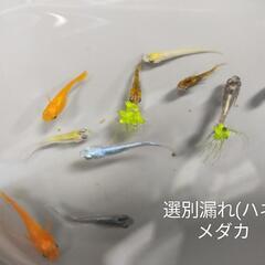 【決まりました】選別漏れメダカ差し上げます。No.100の画像