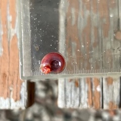☆無料☆レッドラムズホーンの画像