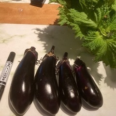  無農薬野菜なす&大葉