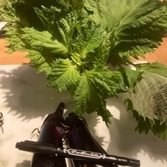  無農薬野菜なす&大葉の画像