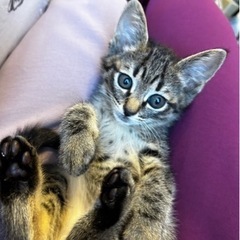 子猫兄妹お見合いが決まりました❣️