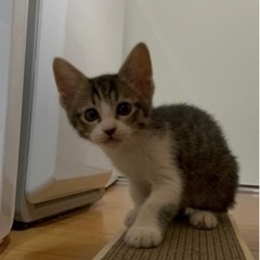 ＜決定しました！＞🐤お話中😻ひよこ♀だいず♂あずき♀ キュートな3兄弟です❤️ - 猫