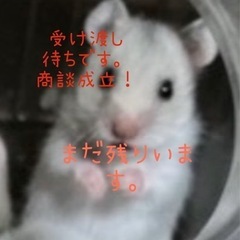 ハムスターの親になってくれませんか？譲ります！
