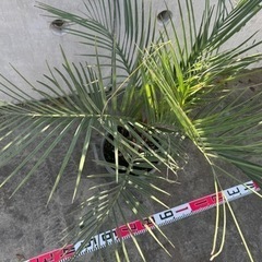 ココスヤシ鉢植え①の画像