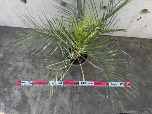 ココスヤシ鉢植え①