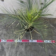 ココスヤシ鉢植え①の画像