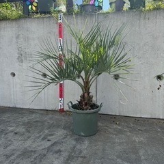 ココスヤシ鉢植え①の画像