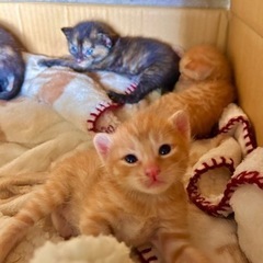 ２ヶ月と１ヶ月の子猫ちゃんの里親募集