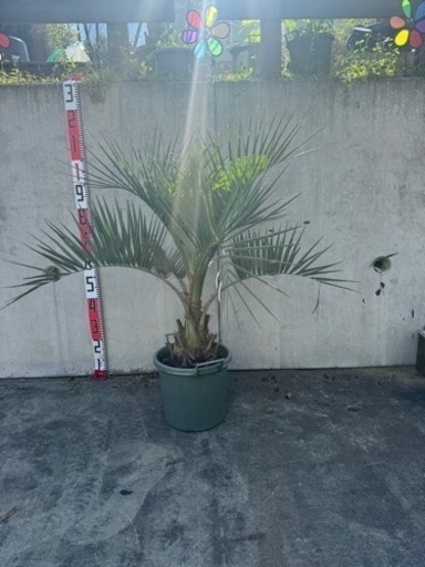 ココスヤシ鉢植え②