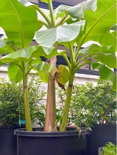 [植物売ります] ムサ バショウ