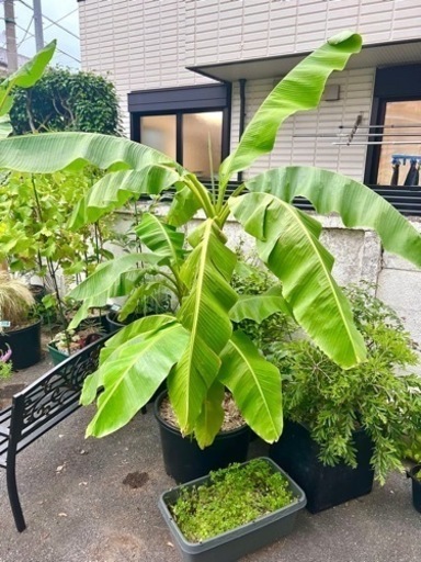 [植物売ります] ムサ バショウ