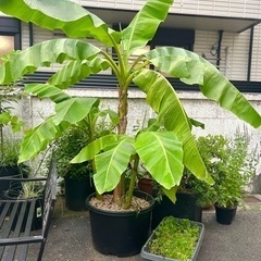 [植物売ります] ムサ バショウ