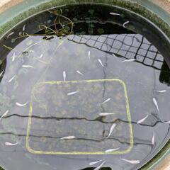 白メダカ１５匹