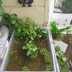 オオサンショウモの画像