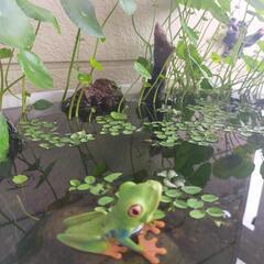 オオサンショウモの画像