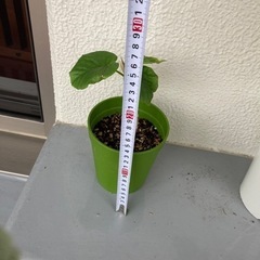 ウンベラーダの画像