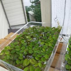 オオサンショウモの画像