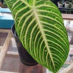 キサントソウマリンデニーの画像