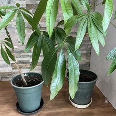 観葉植物　パキラ　2鉢の画像