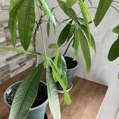 観葉植物　パキラ　2鉢の画像