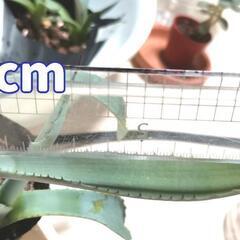 珍奇植物 アガベ 'デュランゲンシス' 実生苗3株 Agave durangensis 観葉植物の画像