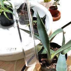 珍奇植物 アガベ 'デュランゲンシス' 実生苗3株 Agave durangensis 観葉植物の画像