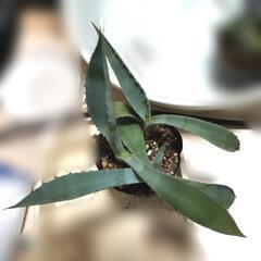 珍奇植物 アガベ 'デュランゲンシス' 実生苗3株 Agave durangensis 観葉植物の画像