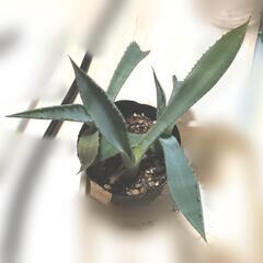 珍奇植物 アガベ 'デュランゲンシス' 実生苗3株 Agave ...