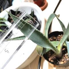 珍奇植物 アガベ 'デュランゲンシス' 実生苗3株 Agave durangensis 観葉植物の画像