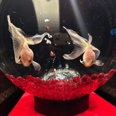 楽しい事は作る！