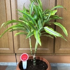 ドラセナ　観葉植物 植木 生活雑貨 家庭用品 ガーデニング 