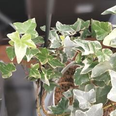 観葉植物 アイビー5号鉢 白斑入り シャビーシックの画像