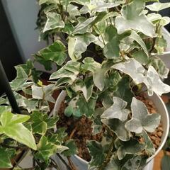 観葉植物 アイビー5号鉢 白斑入り シャビーシックの画像