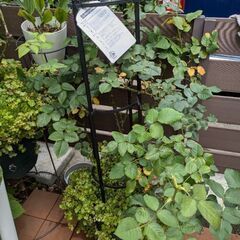 バラ大苗トロイメライ　ロサオリエンティスの画像