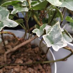観葉植物 アイビー5号鉢 白斑入り シャビーシックの画像