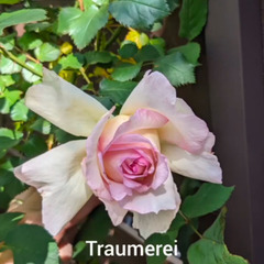 バラ大苗トロイメライ　ロサオリエンティスの画像