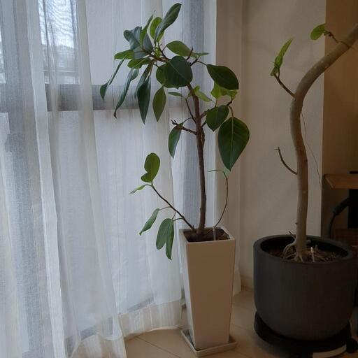 観葉植物 フィカスアルテシマ  高さ約120cm