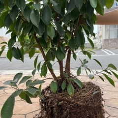 ガジュマル